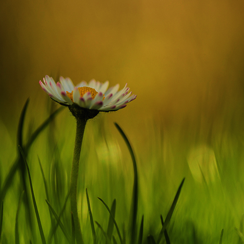 Daisy-500-dark-freepik